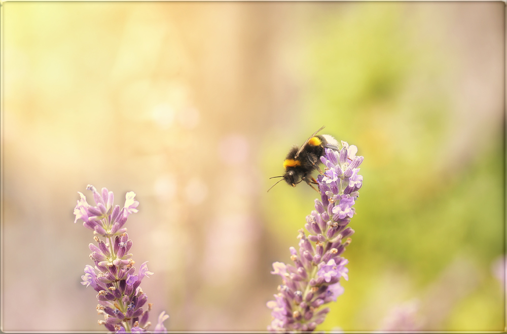 lavendel lust ...