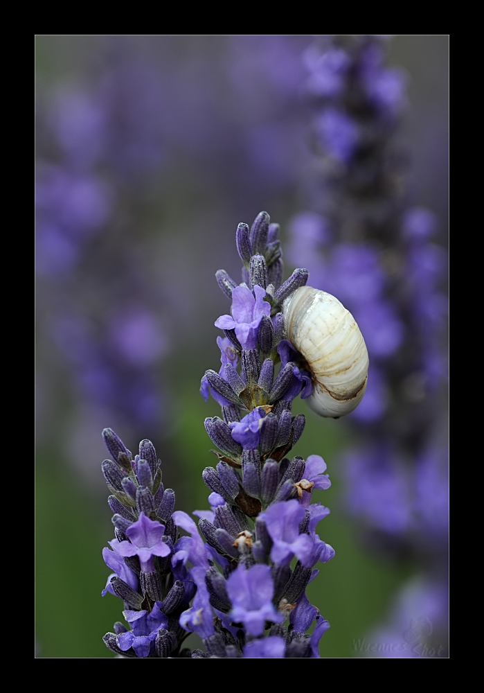 Lavendel- Lutscher