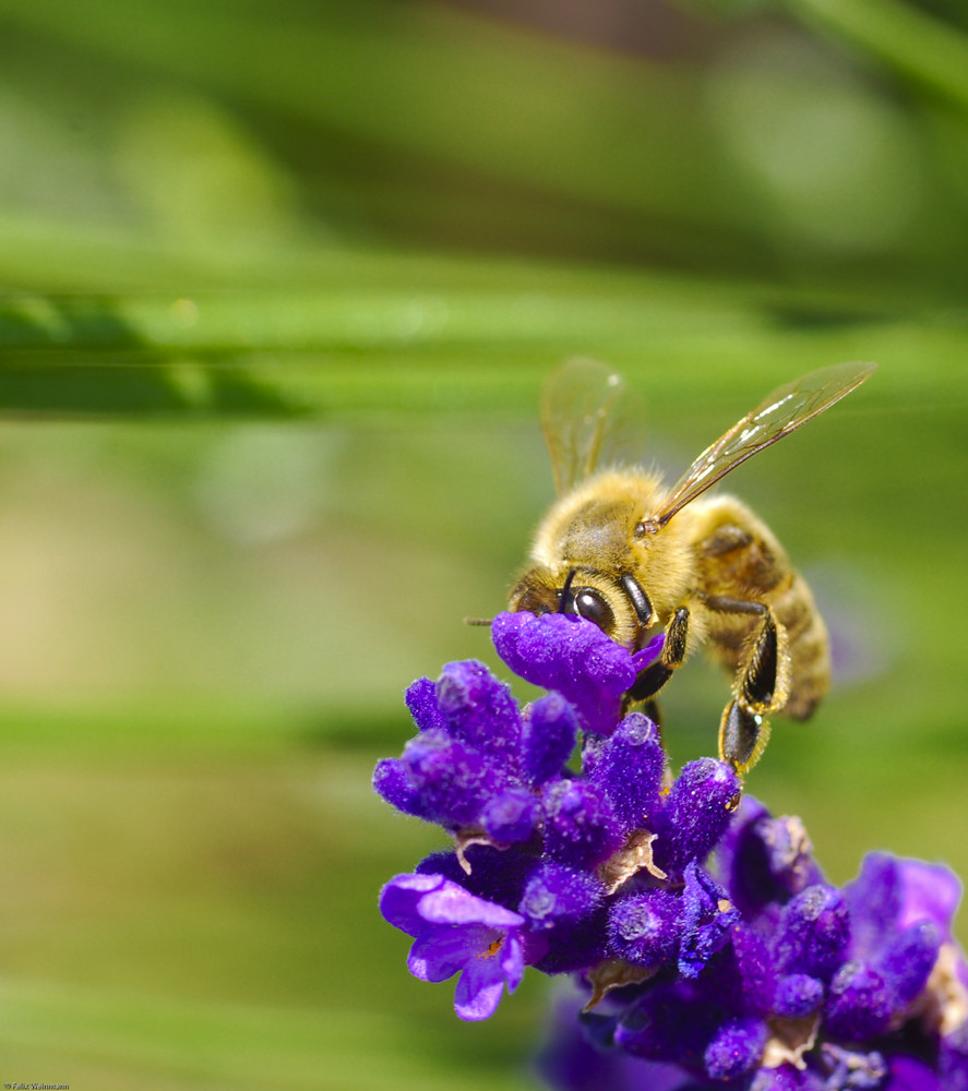 Lavendel macht süchtig...