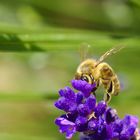 Lavendel macht süchtig...