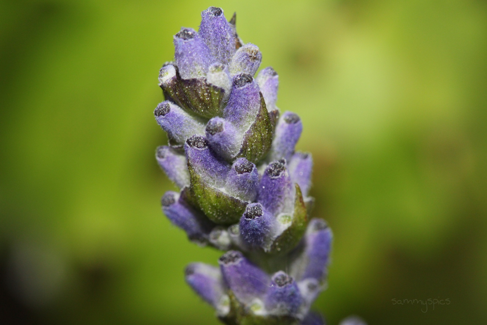 Lavendel Macro