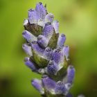 Lavendel Macro