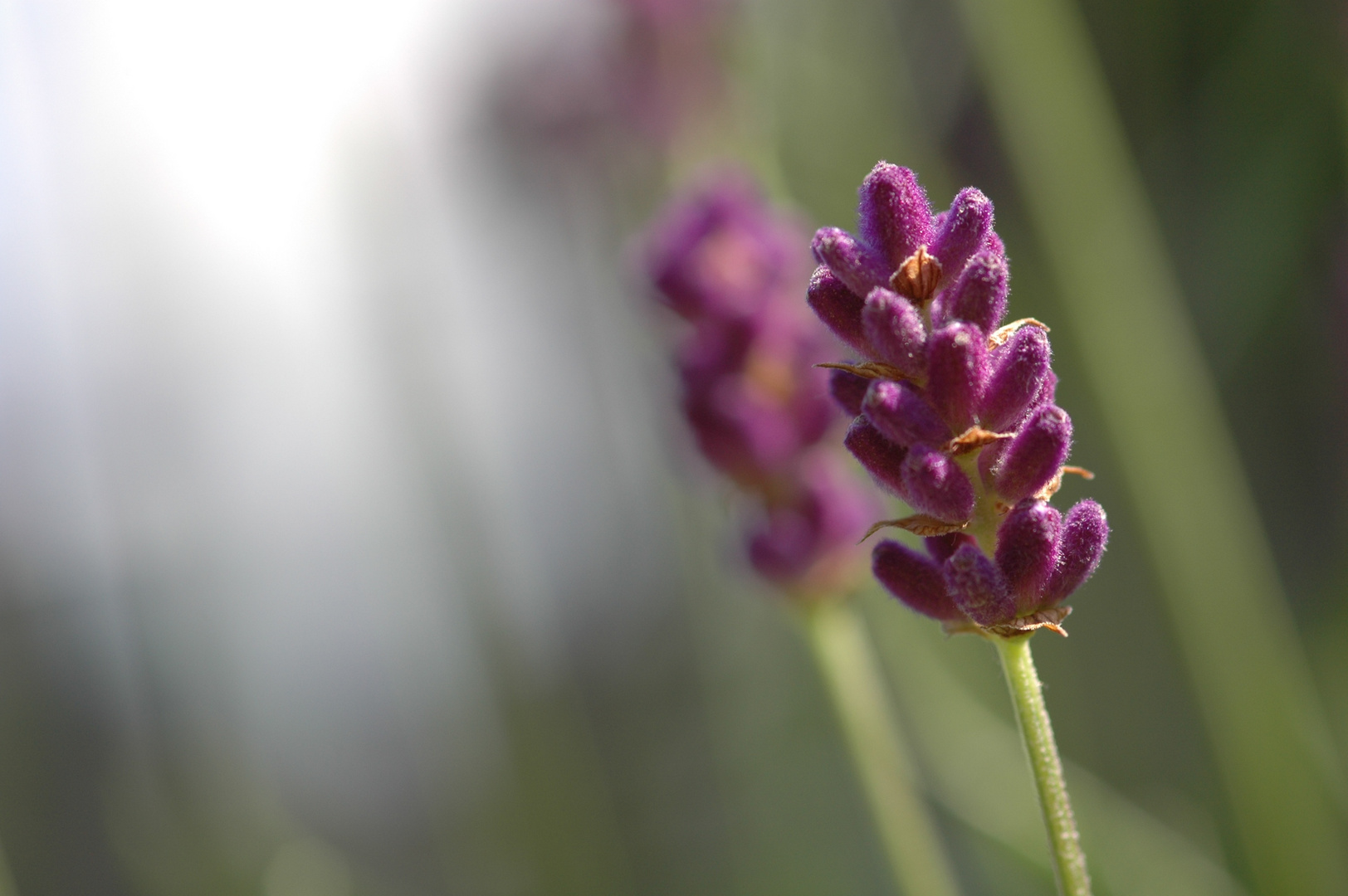 Lavendel-Makro