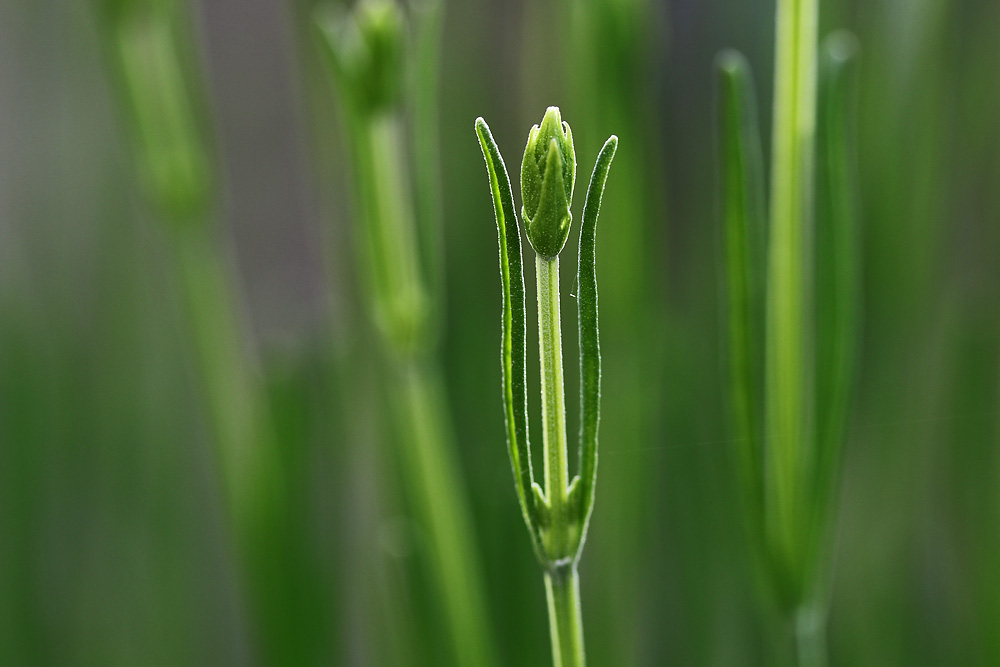 Lavendel-Makro