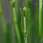 Lavendel-Makro