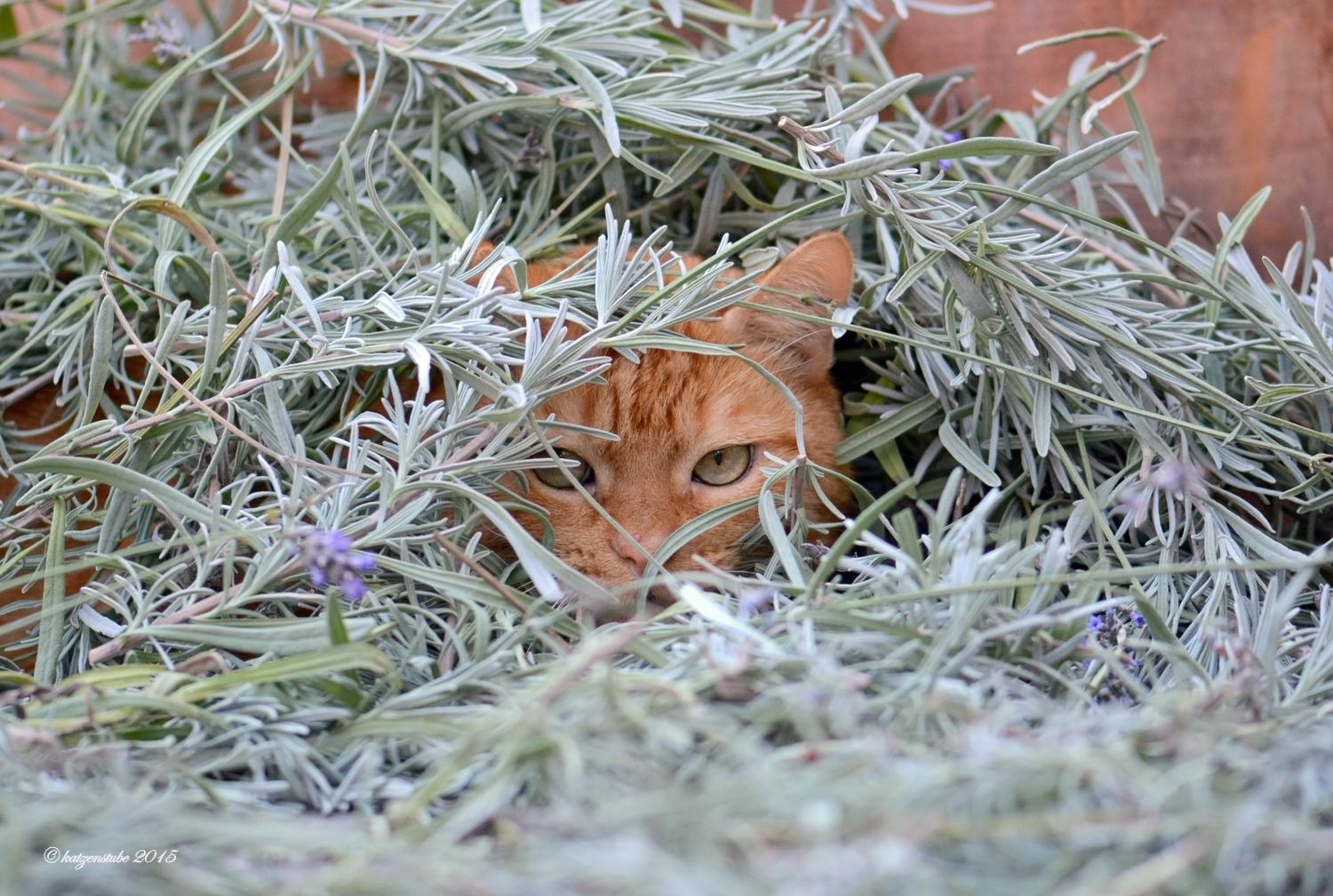 LavendelMann Foto & Bild tiere, haustiere, katzen Bilder auf