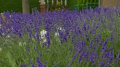 Lavendel-Meer in voller Blüte