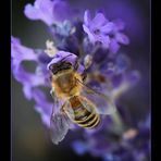 "Lavendel meets Bienchen"