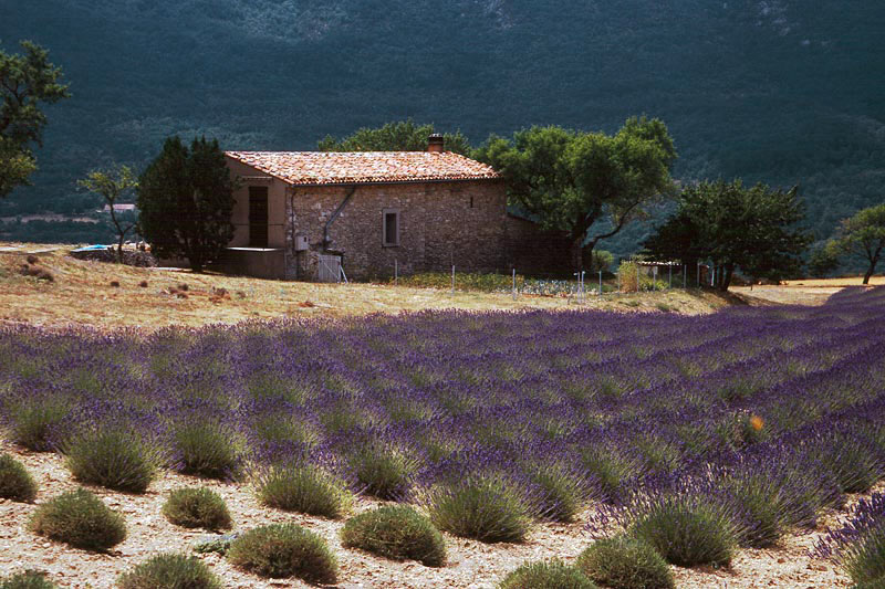 Lavendel - Minifeld