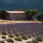 Lavendel - Minifeld