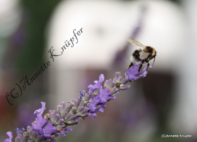 Lavendel mit Anhang...