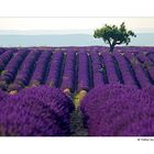 lavendel mit baum