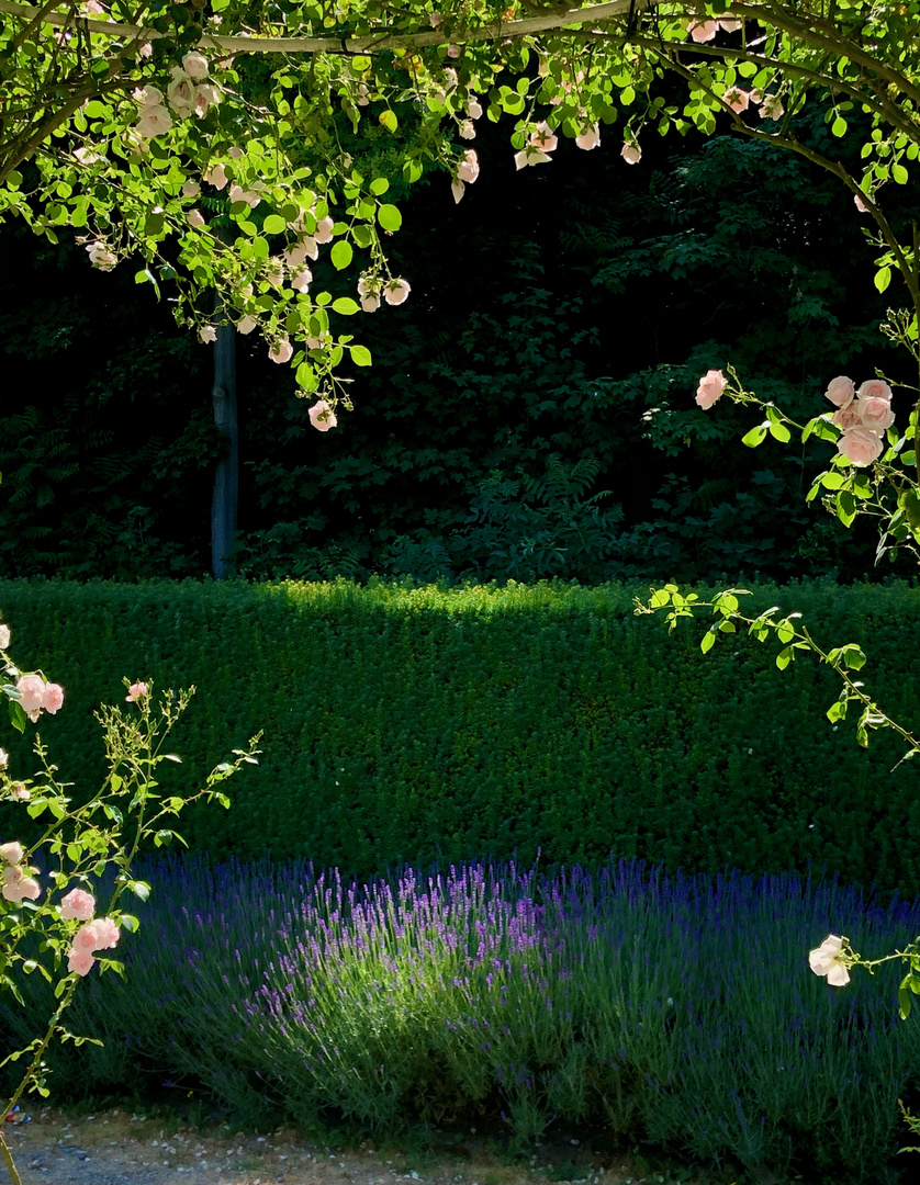 Lavendel mit Beleuchtung