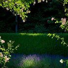 Lavendel mit Beleuchtung