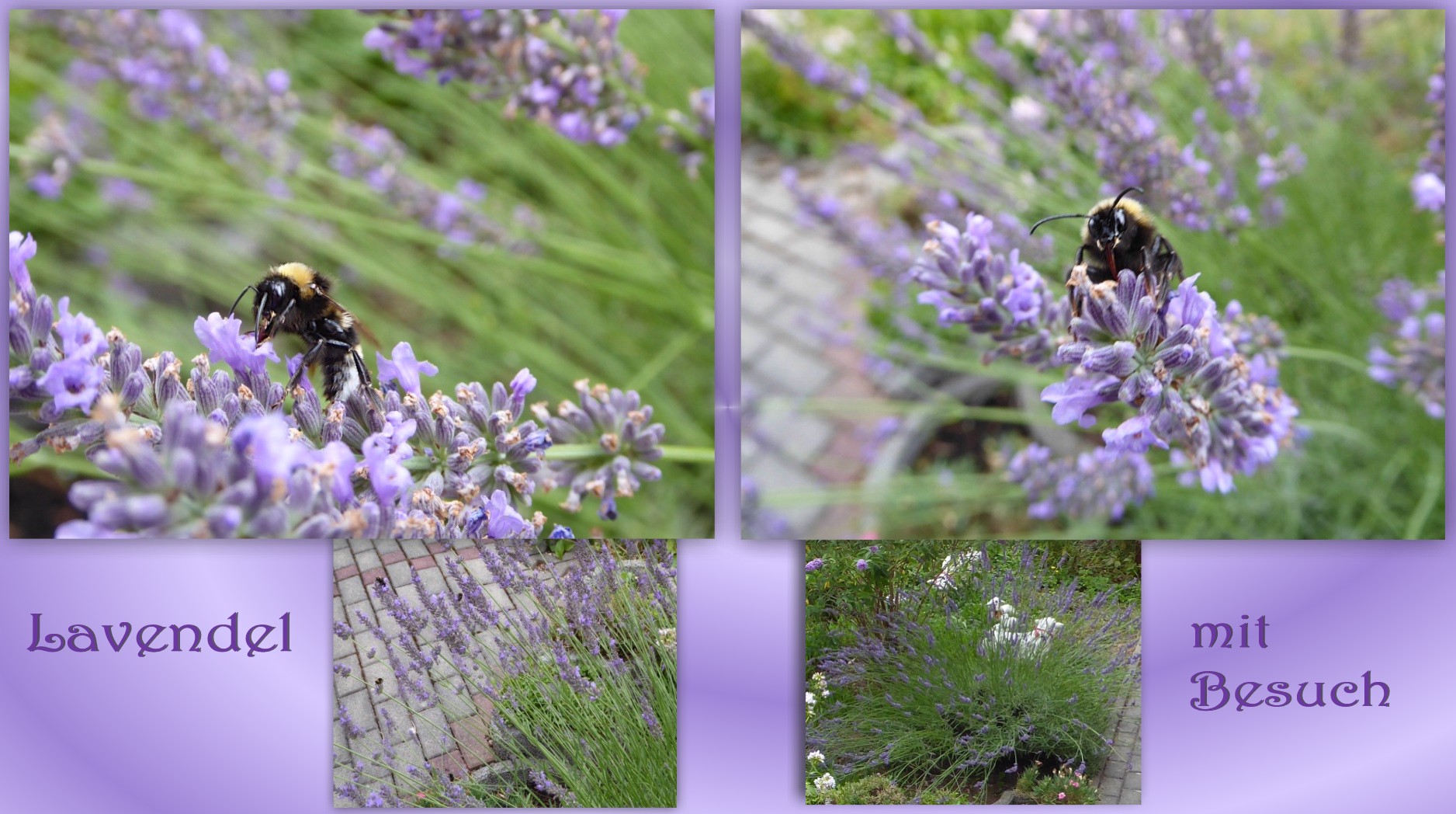 Lavendel mit Besuch