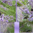 Lavendel mit Besuch