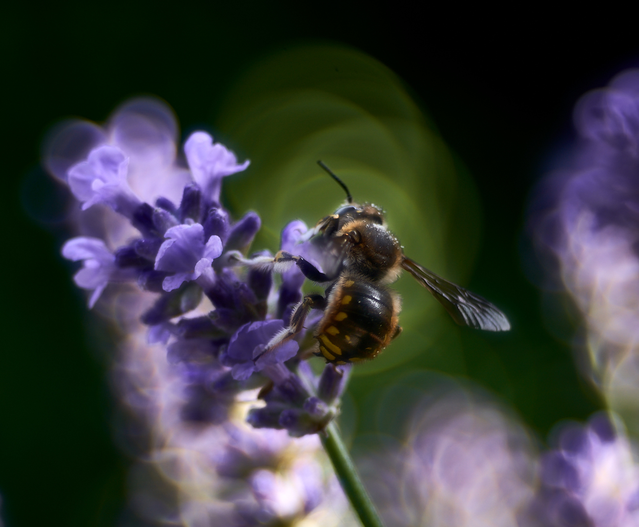 Lavendel mit Besuch