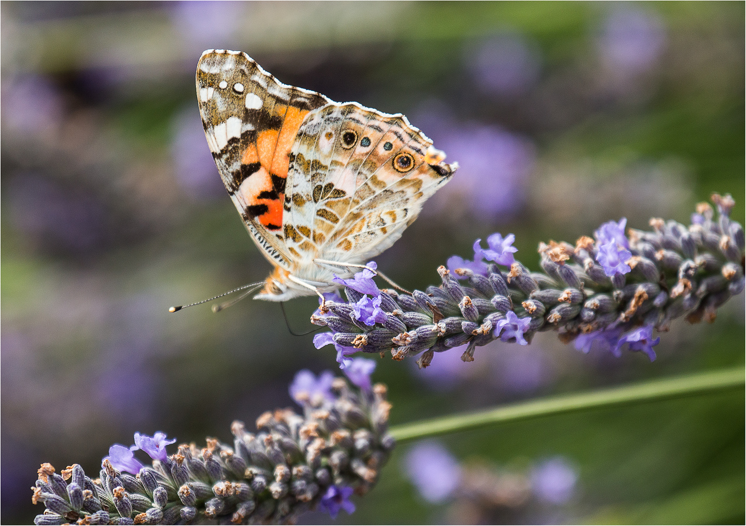 Lavendel mit Besuch