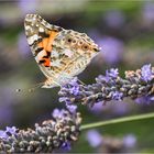 Lavendel mit Besuch