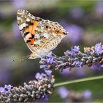 Lavendel mit Besuch