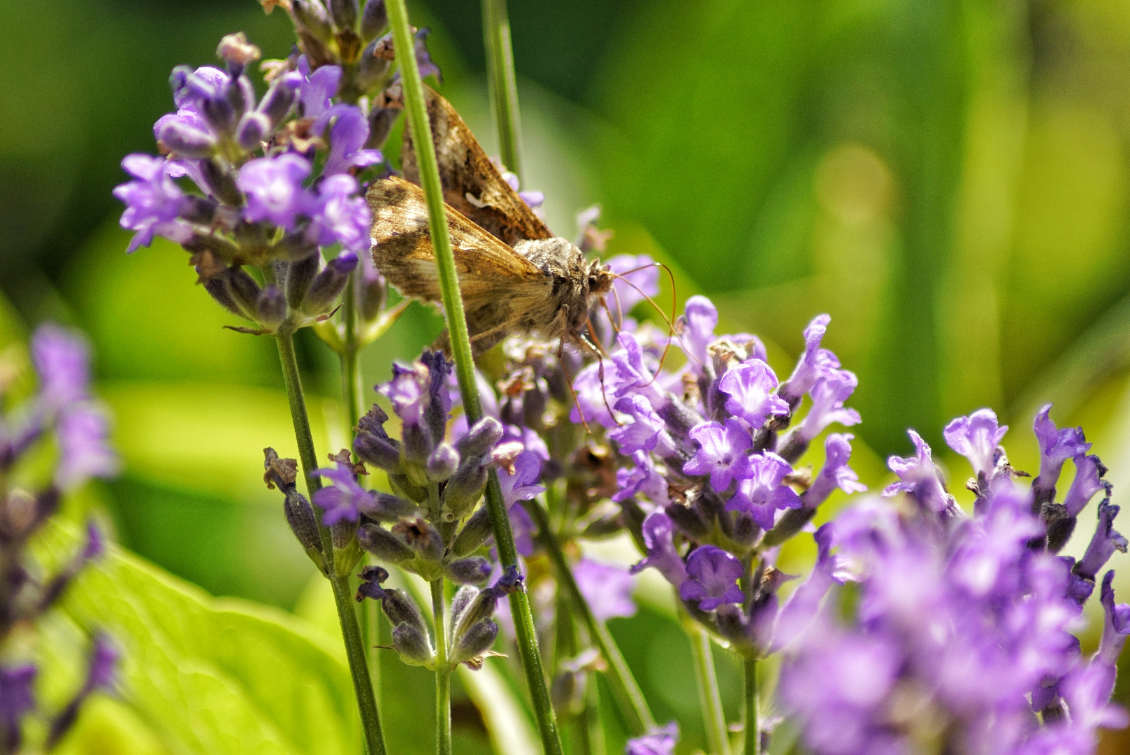 Lavendel mit Besucher 