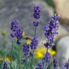 Lavendel mit Besucher