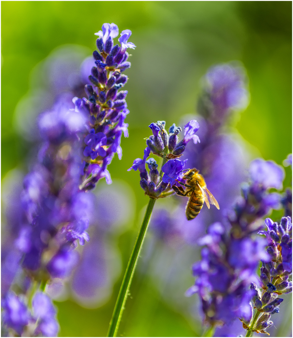 Lavendel mit Besucherin