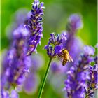 Lavendel mit Besucherin