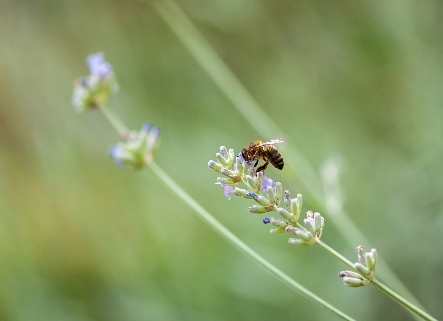 Lavendel mit Besucherin