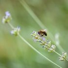 Lavendel mit Besucherin