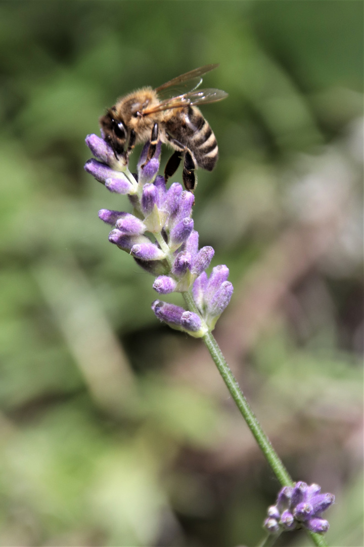 Lavendel mit Biene