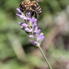 Lavendel mit Biene