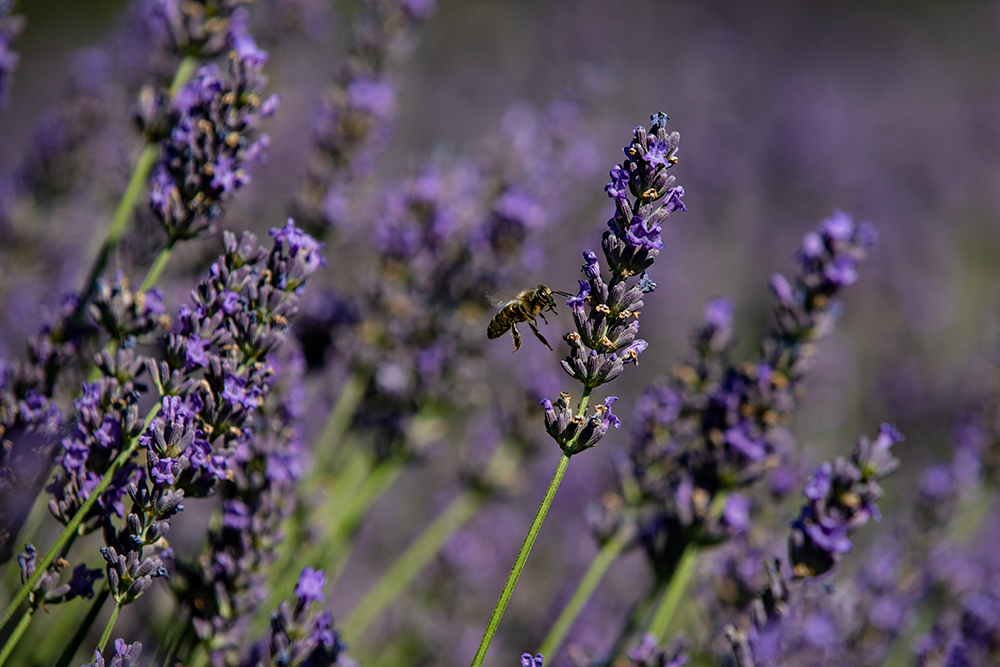 Lavendel mit Biene