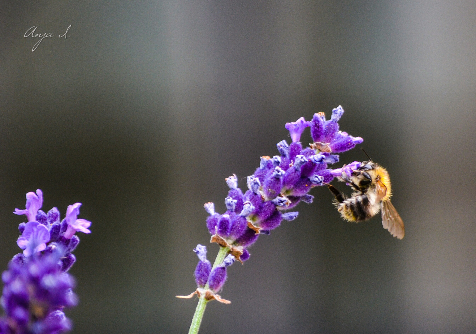 Lavendel mit Biene