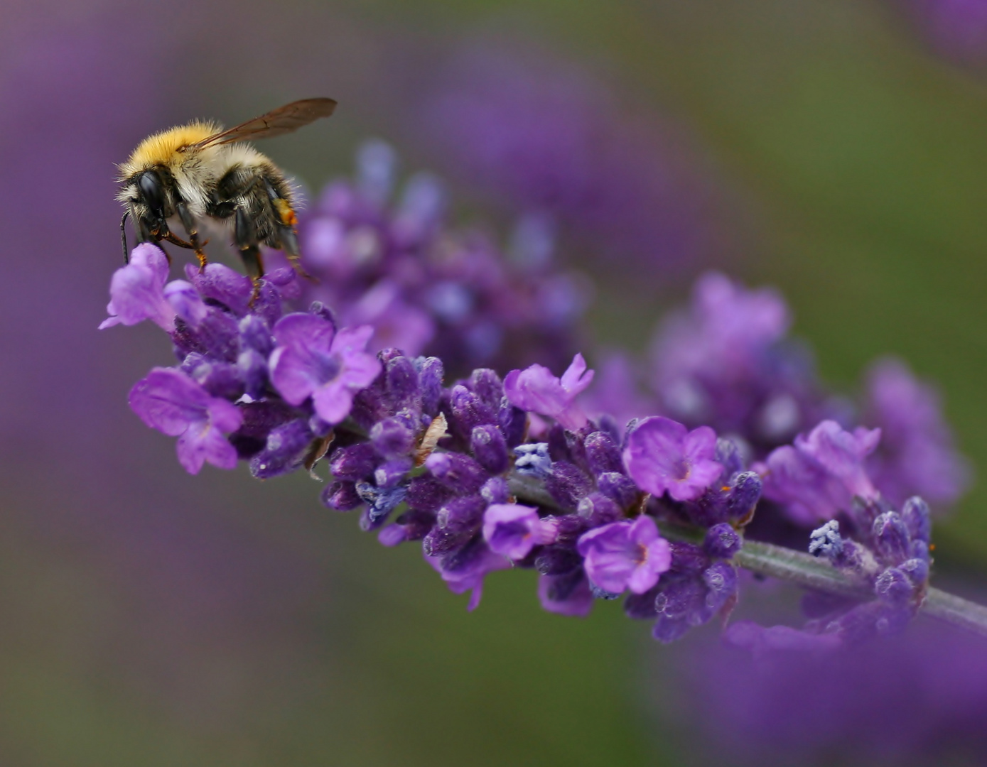 Lavendel mit Biene