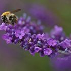 Lavendel mit Biene