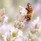 Lavendel mit Biene_2