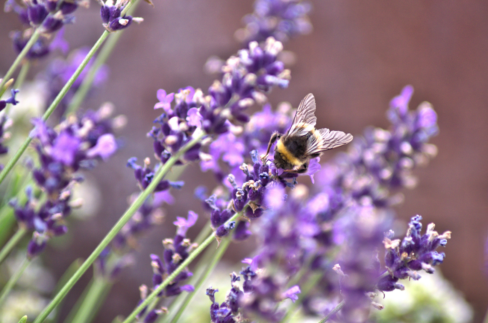 Lavendel mit Bienen