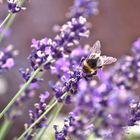 Lavendel mit Bienen