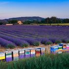 Lavendel mit Bienenkästen