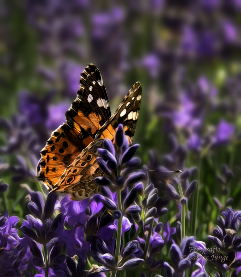 Lavendel mit Distelfalter