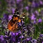 Lavendel mit Distelfalter