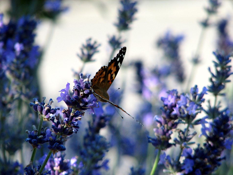 Lavendel mit Distelfalter