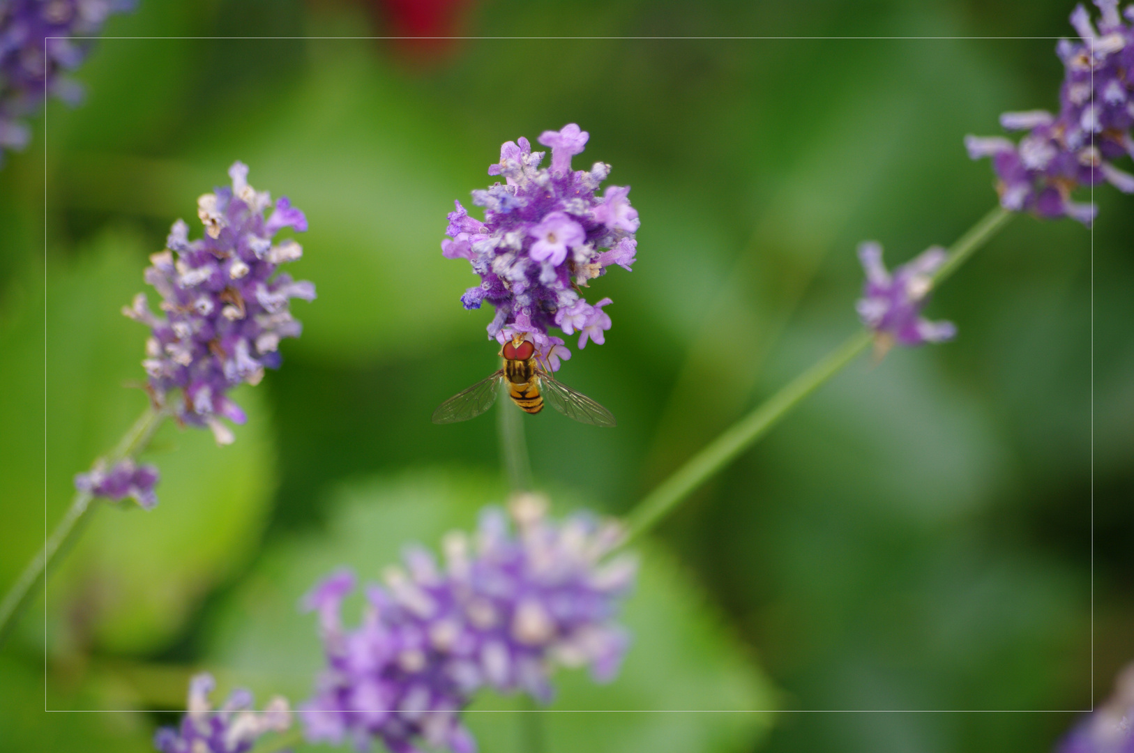 Lavendel mit einem Insekt