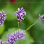 Lavendel mit einem Insekt