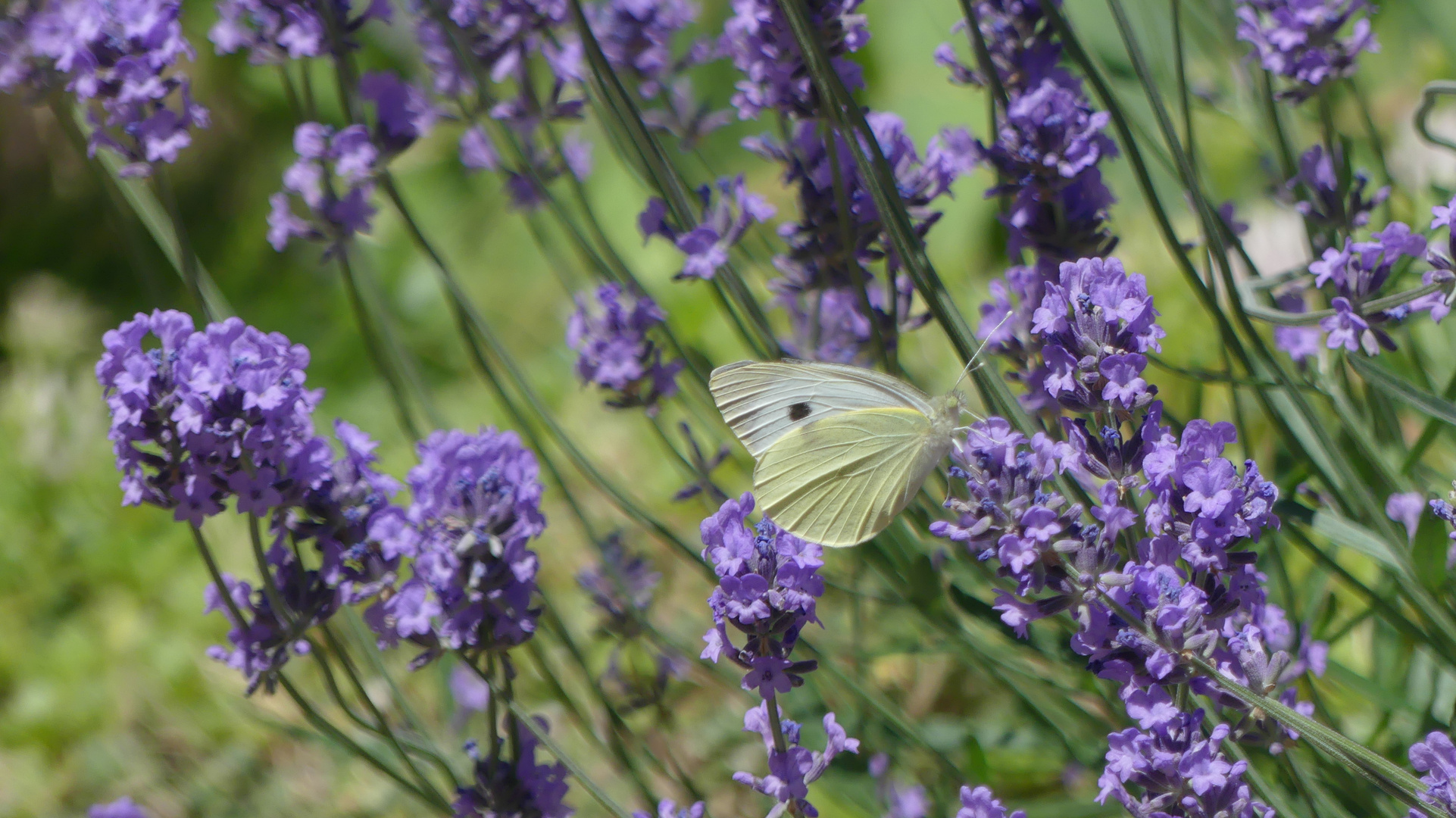 Lavendel mit einen kleinen Kohlweißling