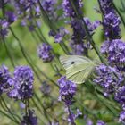 Lavendel mit einen kleinen Kohlweißling