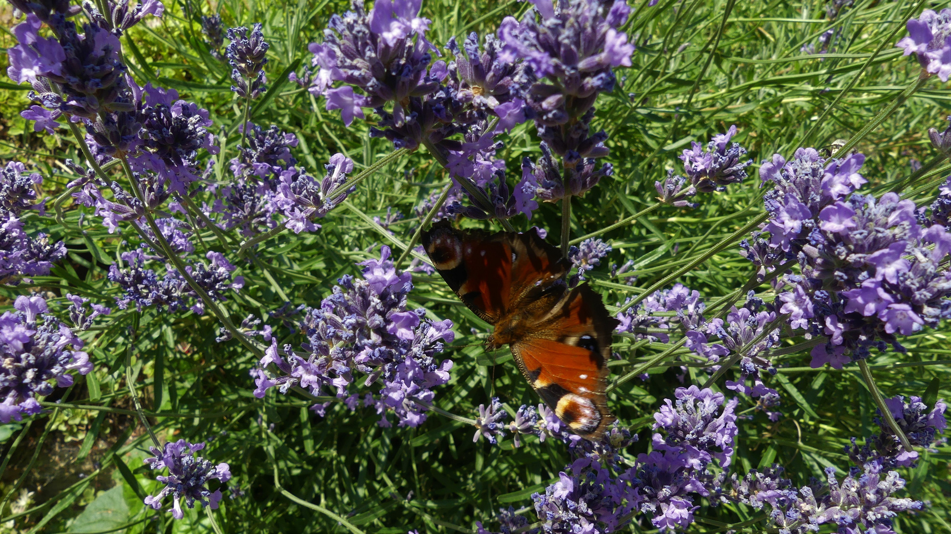 Lavendel mit einen Tagpfauenauge