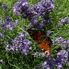 Lavendel mit einen Tagpfauenauge