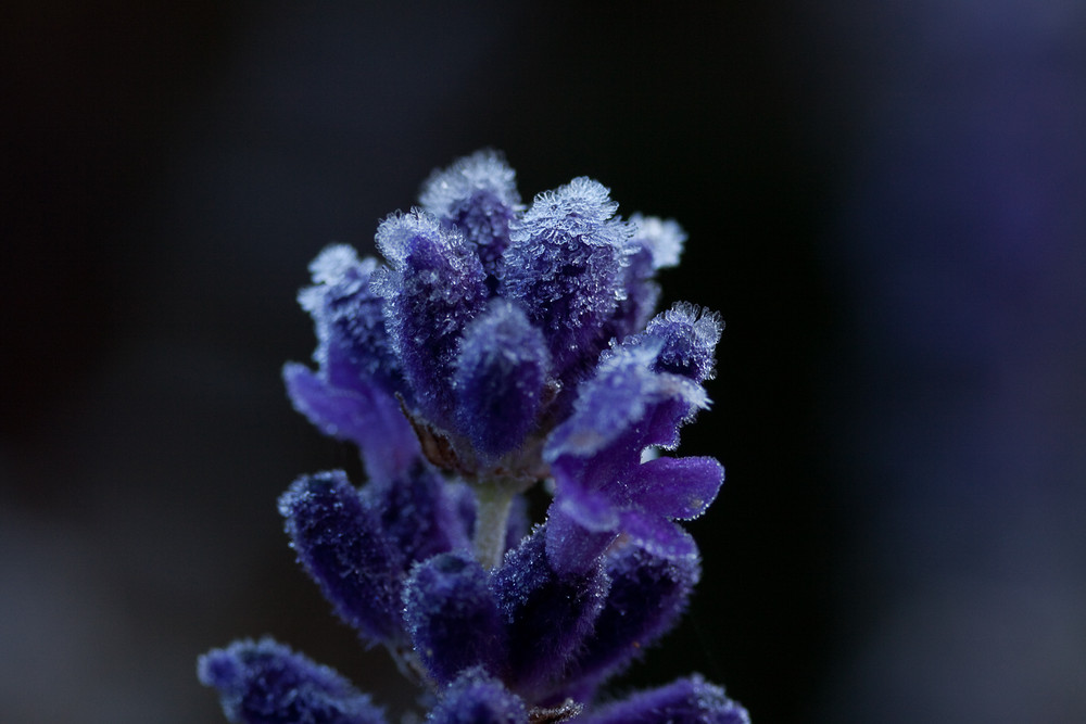 Lavendel mit (Eis-) Krone